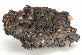 Small, Red Vanadinite Crystals on Manganese Oxide - Morocco #212009-1